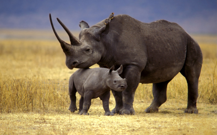 Исследования останков сибирского единорога помогут спасти в том числе и черного носорога, который в данный момент находится на грани исчезновения. /Фото:informator.news