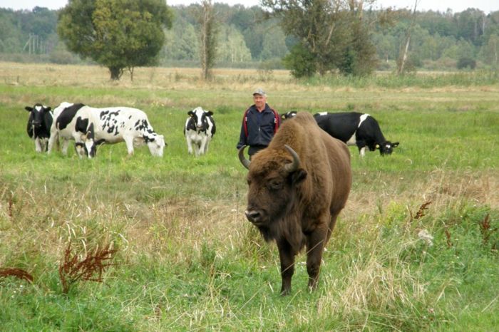 Помимо коров, пастуху пришлось присматривать и за редким животным. /Фото:vse42.ru