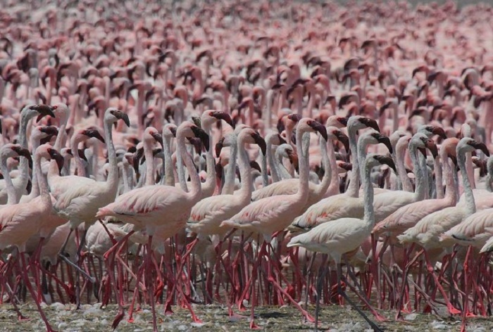 Здесь собираются до двух миллионов фламинго. /Фото:shadowsofafrica.com
