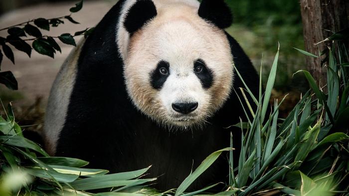 Гигантскую панду клонировать пока не удалось. /Фото:hetimes.co.uk
