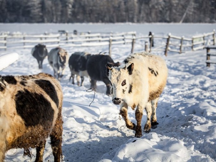 Коровы-полярники запросто могут гулять по снегу часами. /Фото:ramzoo.ru