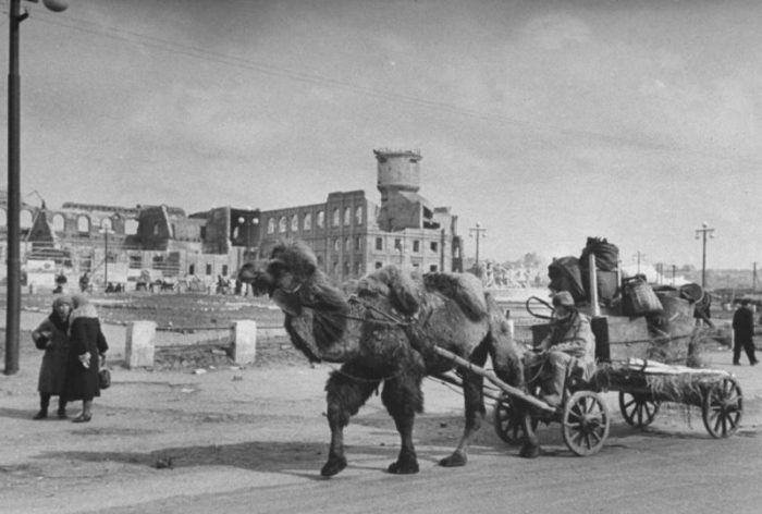 Верблюды на войне показали невероятную выносливость. /Фото:mytashkent.uz