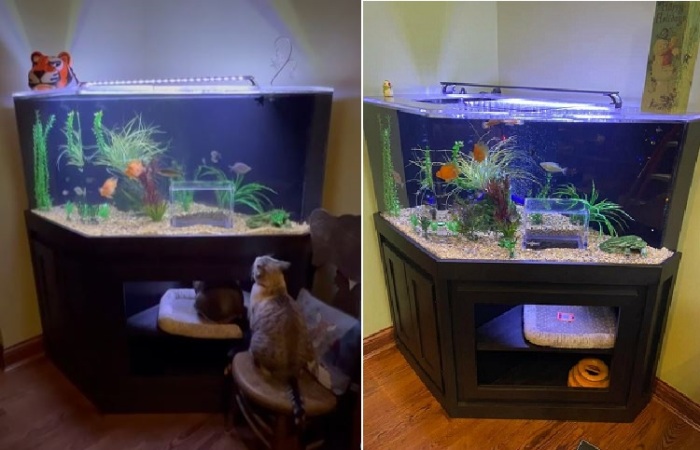 Пока другие коты только соображают, как приблизиться к рыбкам, Джаспер уже сидит внутри аквариума.