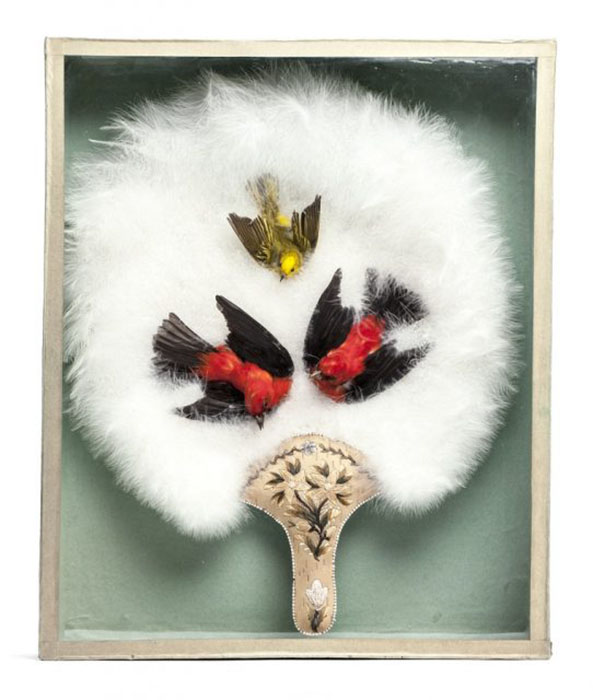 Викторианский веер из лебединых перьев с мертвыми птичками.