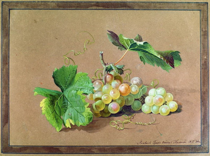 Ф. Толстой "Ветка винограда"