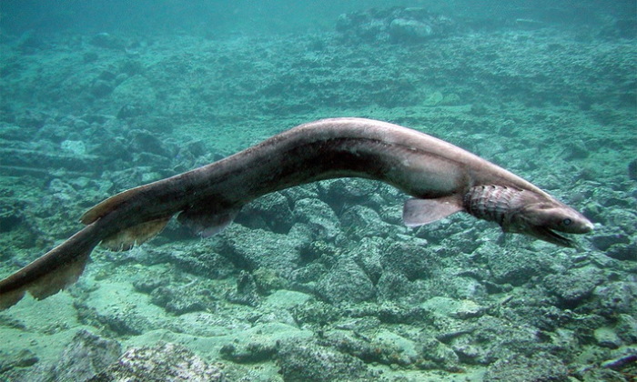 Плащеносная акула - другой кандидат на роль "змия", также не обитающий в Черном море