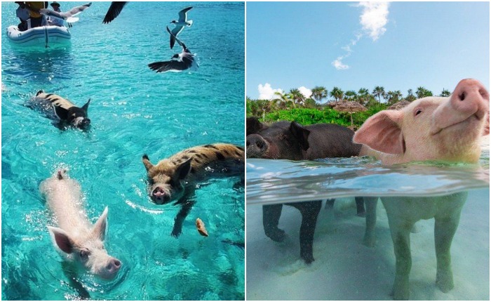Свиньи - отличные пловцы, и посетителям Биг-Мэйджор-Кей удается это увидеть собственными глазами