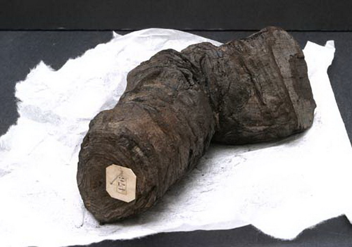 Обугленный папирус, найденный на вилле папируса в Геркулануме - городе, погибшем от извержения Везувия в I в.