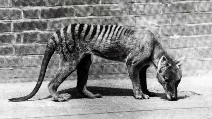 Другие жители Тасмании - сумчатые волки - были полностью истреблены к середине 20 века