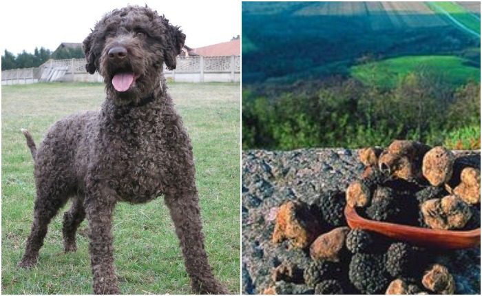Лаготто-романьоло - порода собак, которая уже больше пяти веков используется для поиска трюфелей после специальной тренировки
