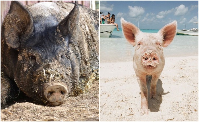 С точки зрения свиньи, возможно, на рай куда больше похожа фотография слева, а не справа