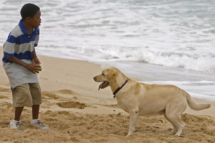 Лабрадора Винсента, также спасшегося на таинственном острове, сыграла собака по кличке Мэдисон