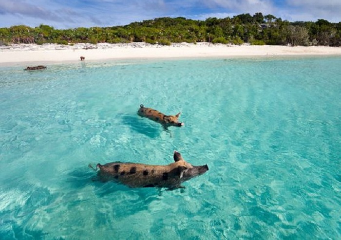 Откуда именно взялись свиньи на острове - доподлинно не известно. Источник: pinterest.com
