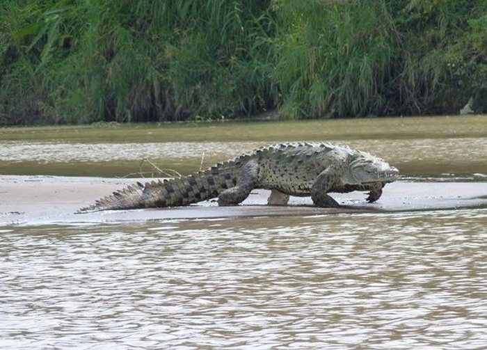 Густав прославился своим коварством; поэтому в Бурунди этого крокодила порой считают воплощением какой-то сверхъестественной силы. Источник: quora.com