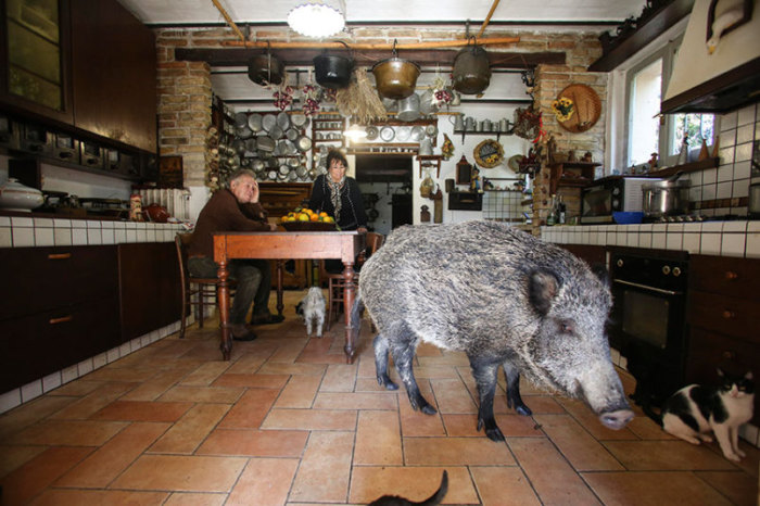 Паскалина – дикая свинка, которая живет в доме