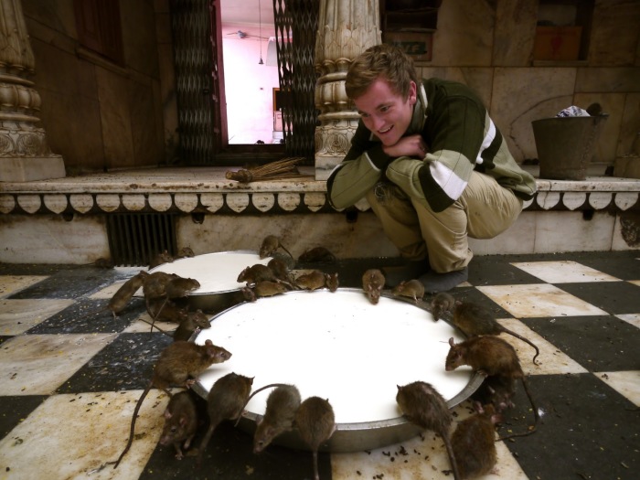 Храм крыс привлекает не только верующих, но и множество туристов