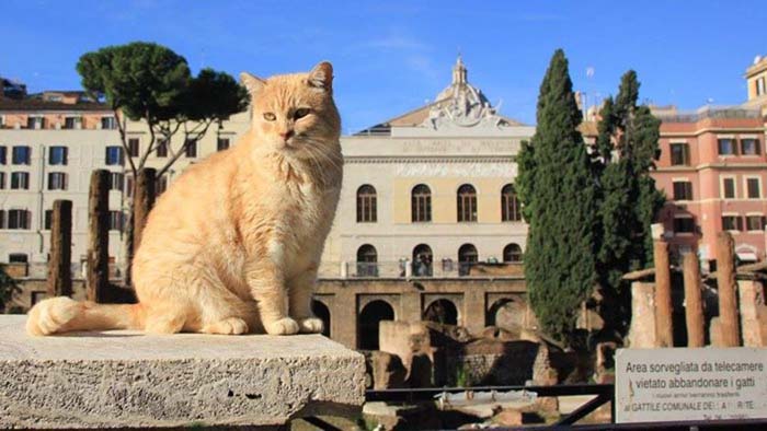 Коты на площади Торре Арджентина в Риме живут при поддержке администрации города