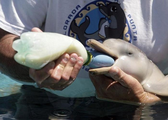 В приюте кормят 10-дневного детеныша дельфина, потерявшего мать