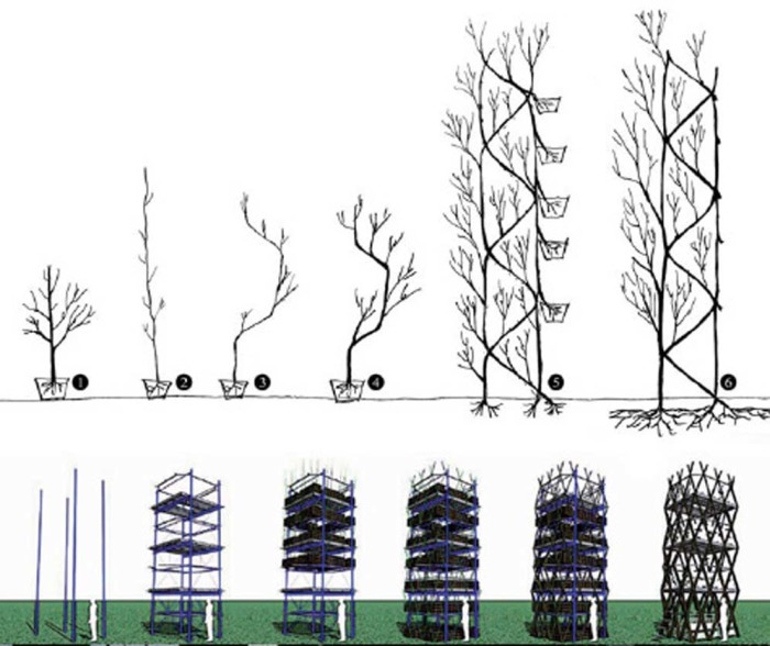 Постройка многоэтажной зеленой башни – один из последних проектов, созданных арбоархитекторами