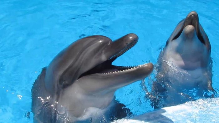 «Пение» дельфинов – это не просто набор звуков