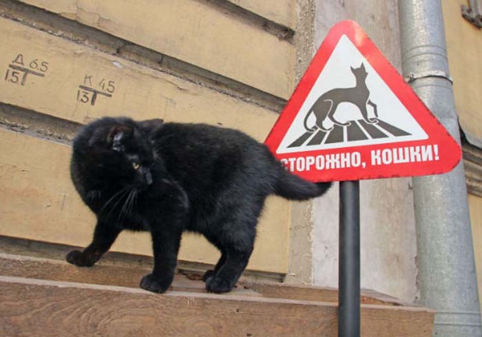 Для защиты котов от транспорта устанавливают специальные таблички