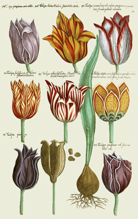 Тюльпаны разных видов, рисунок 1647 года. В те времена стало очень модным рисовать тюльпаны. Так люди пытались сохранить память об их хрупкой красоте, а после лавинообразного повышения цен рисунки стали более дешевым заменителем самих цветов, которые начали стоить целое состояние.