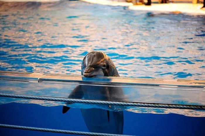 Дельфины - уникальные обитатели нашей планеты