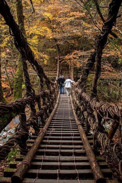  Мост из лозы через реку Ия объявлен важным культурным достоянием Японии