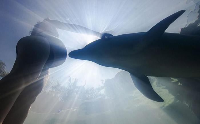 Дельфин и беременная женщина у Икстапы, Мексика