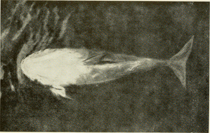Пелорус Джек – самый известный в начале XX века дельфин-лоцман
