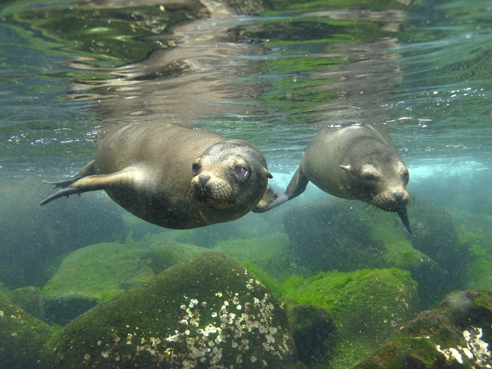Эти создания способны заплыть туда, куда человеку не добраться. / Фото: www.1zoom.me