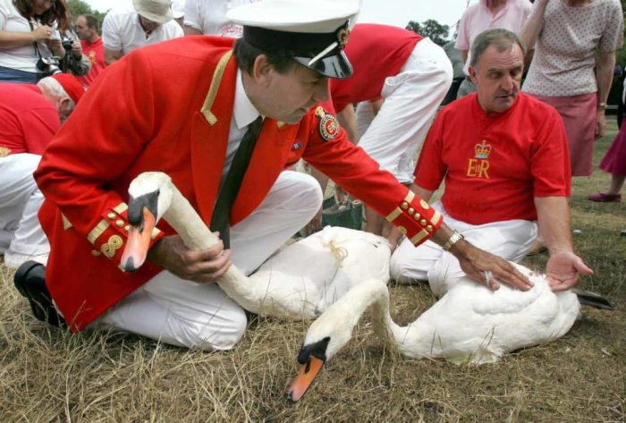 Лебеди в Великобритании принадлежат Елизавете II, а маркировщики ведут строгий учёт птиц. / Фото: www.thecrowns.ru
