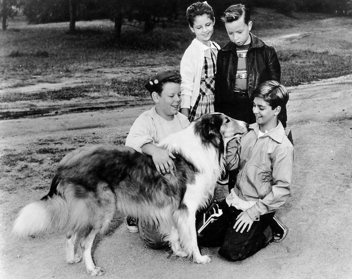 Кадр из сериала «Лесси», 1956 год. / Фото: www.wikimedia.org