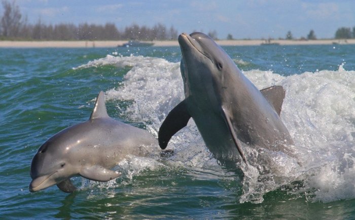 Дельфины оберегают пляжи от акул. / Фото: www.mur.tv