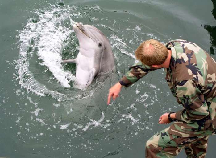 Военная подготовка дельфинов. / Фото: www.britannica.com