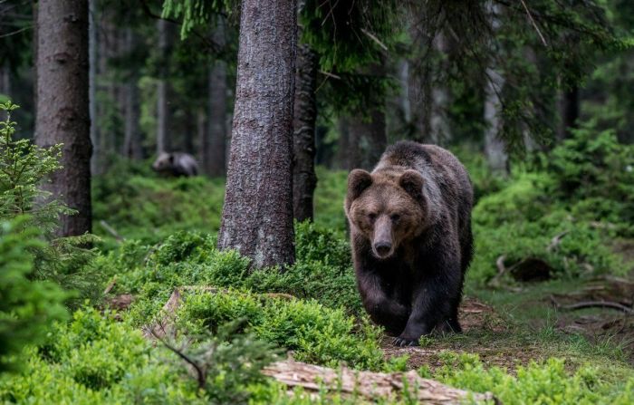Медведя считали хозяином леса. / Фото: www.pinimg.com