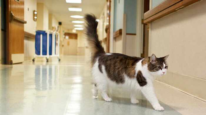 Оскар - ясновидящий больничный кот. Источник фото: onashem.mediasole.ru