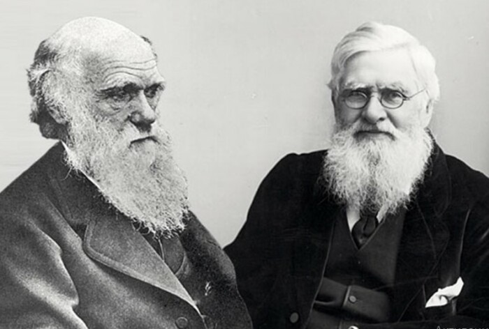 Дарвина и Уоллиса было бы правильным называть основоположниками теории. 