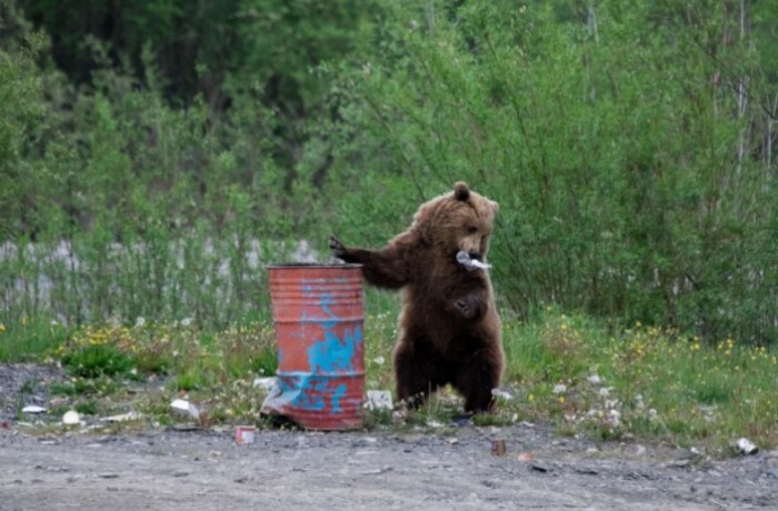 Мусорки и свалки часто привлекают медведей. 