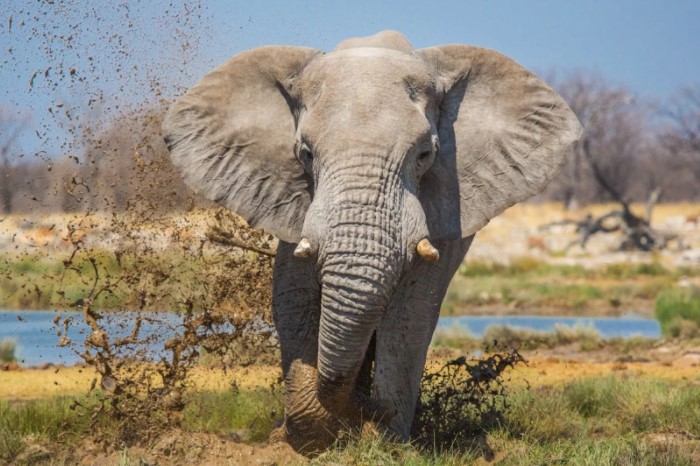 Разрушительная сила слонов может быть огромной. 