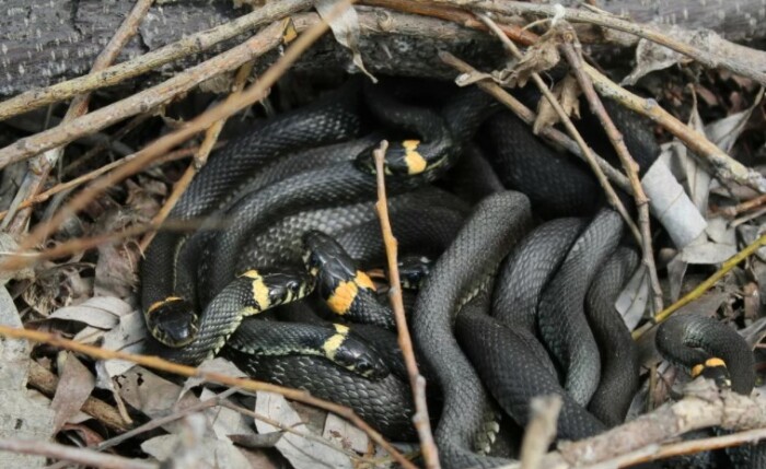Боязнь змей одна из самых распространенных фобий в мире. 