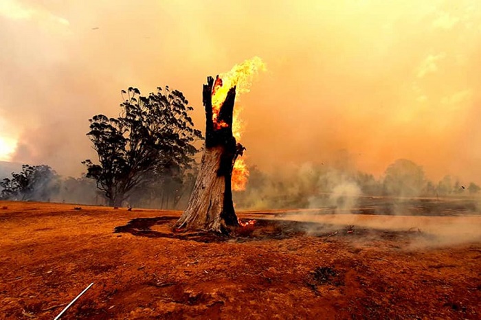 Число крупных лесных пожаров в Австралии начиная с 1960-х годов значительно возросло / Источник: melbaa.livejournal.com