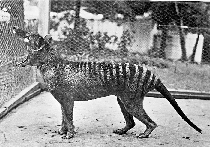 Последний тасманийский сумчатый волк в австралийском зоопарке. 1935 год / Фото: indicator.ru