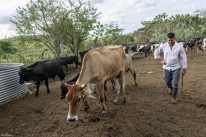 На Кубе до сих пор держат коров и быков породы зебу. Правда, большинство из них используют как тягловый транспорт или как источник мяса / Источник: haizafon.live