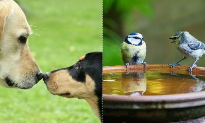 Животные, рыбы и птицы общаются при помощи звуков, запахов и телодвижений