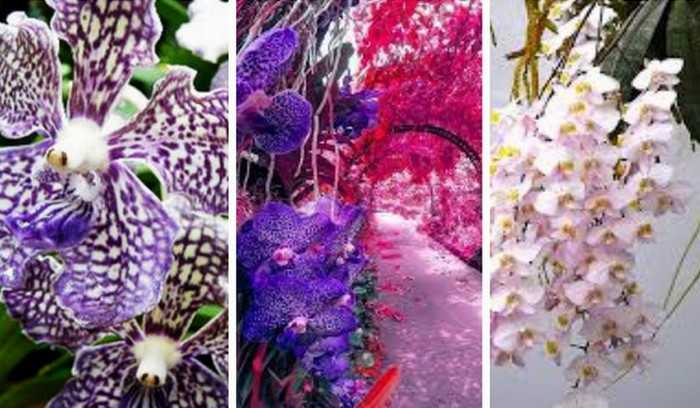 В Парке Орхидей в Сингапуре собрано огромное количество сортов цветов, которые являются символом страны.