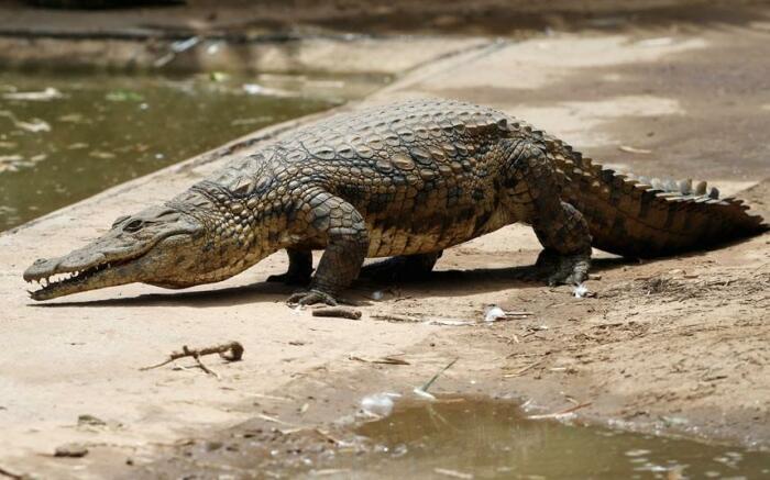 Крокодиловая ферма в джунглях Амазонки возле города Икитос. / Фото: bigpicture.ru