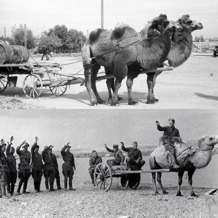 После Сталинграда использовать верблюдов в качестве военных транспортных средств в РККА стали еще активнее.