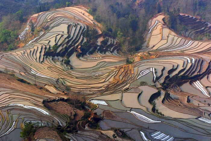 Рисовые поля в Китае / Фото: pravlife.org