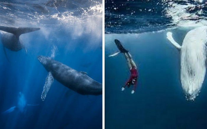 В Африку семейство Самойловой и Джигана отправились посмотреть и поплавать с китами.